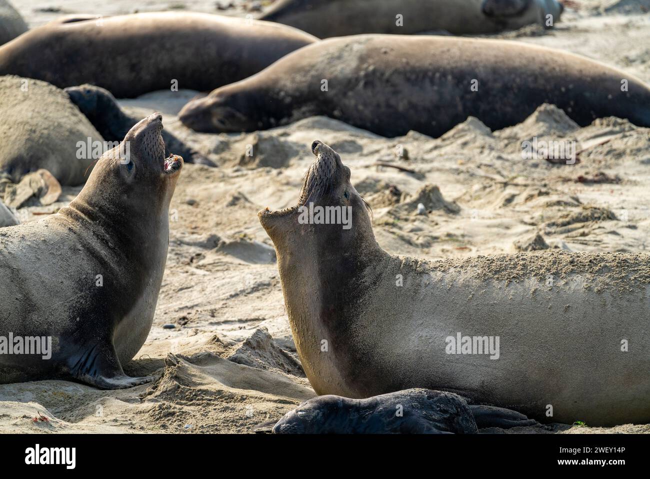 Dos sellos de elefante haciendo ruido y comunicándose Foto de stock