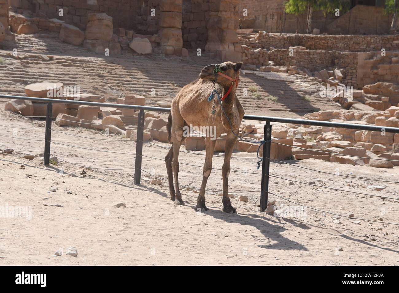 Camello paseando por el campo vacío detrás de la valla Foto de stock
