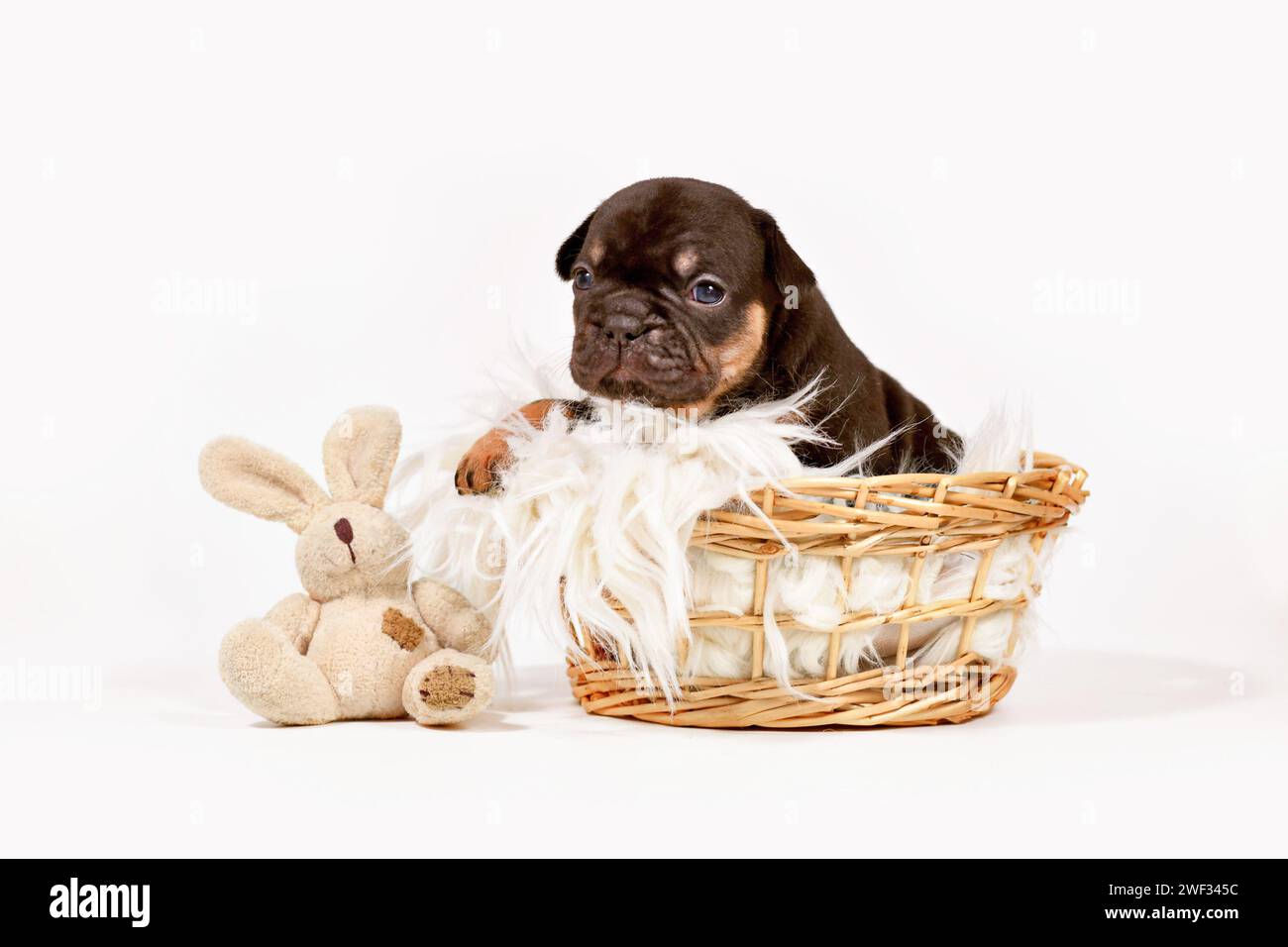 Lindo perrito francés Bulldog bronceado con conejito de peluche de juguete en cesta de mimbre Foto de stock