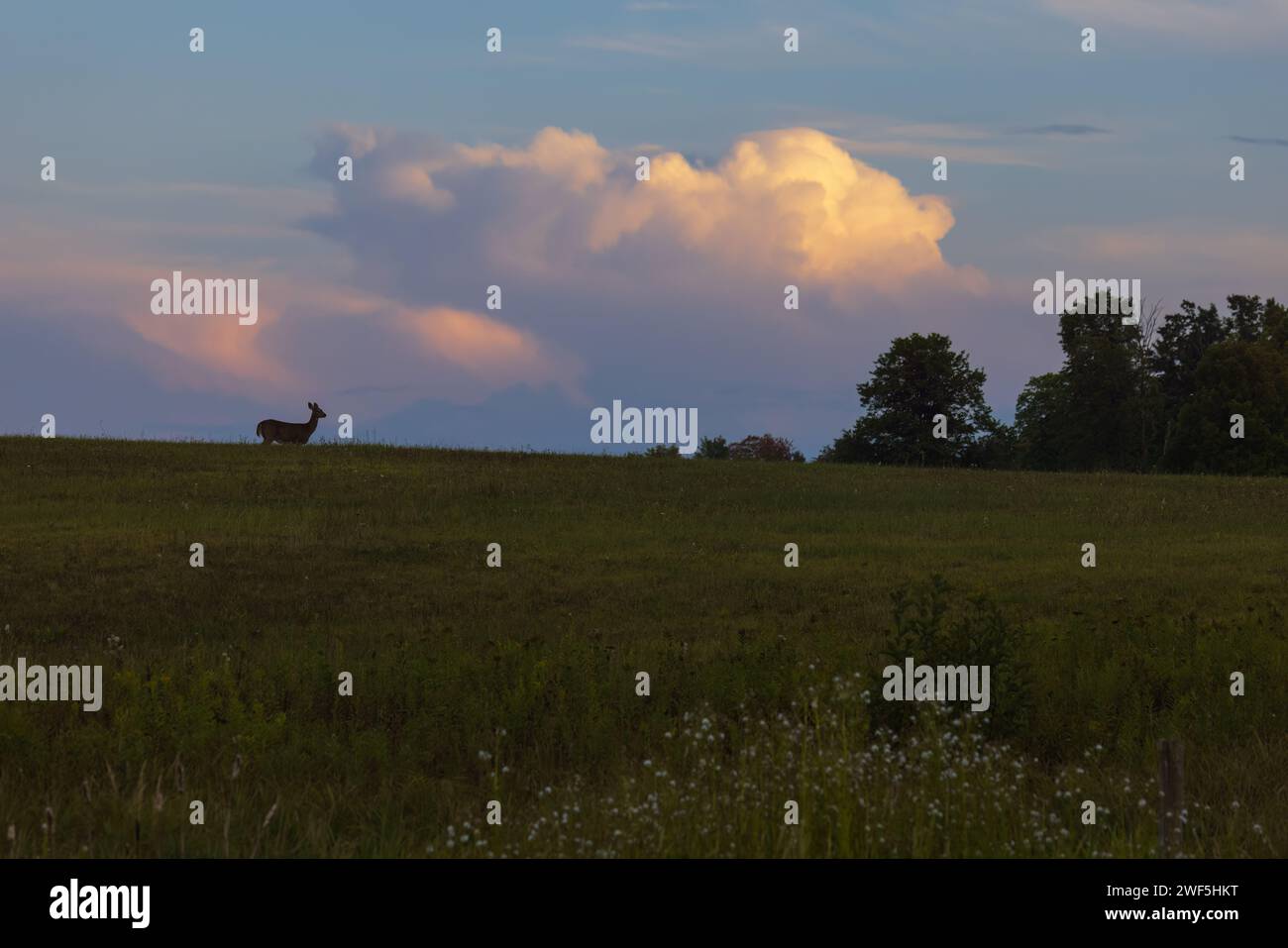 Zorra de cola blanca de pie en una colina en una hermosa noche de septiembre en el norte de Wisconsin. Foto de stock