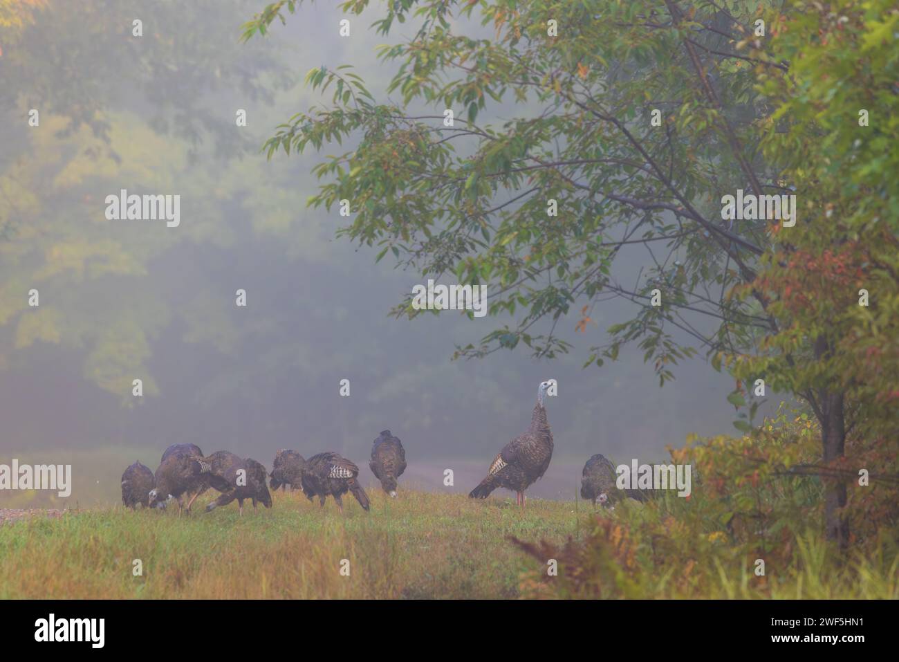 Una bandada de pavos salvajes orientales que se alimentan en la niebla de la mañana temprano. Foto de stock