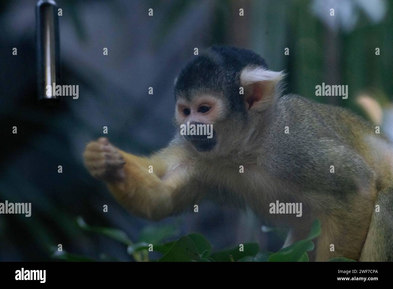 Mono pequeño sentado en ramas frondosas, sosteniendo su pata Foto de stock