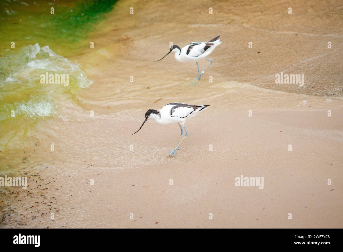 Algunas aves paseando por una playa de arena junto al océano Foto de stock