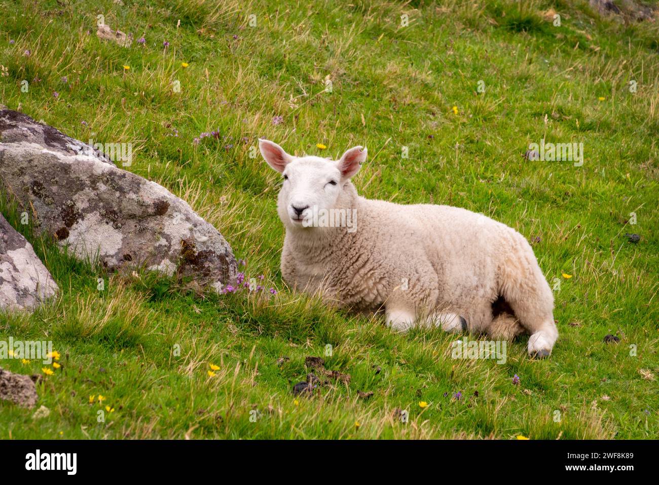 Primer plano de una oveja joven acostada en la hierba en las Highlands, Escocia, Reino Unido Foto de stock