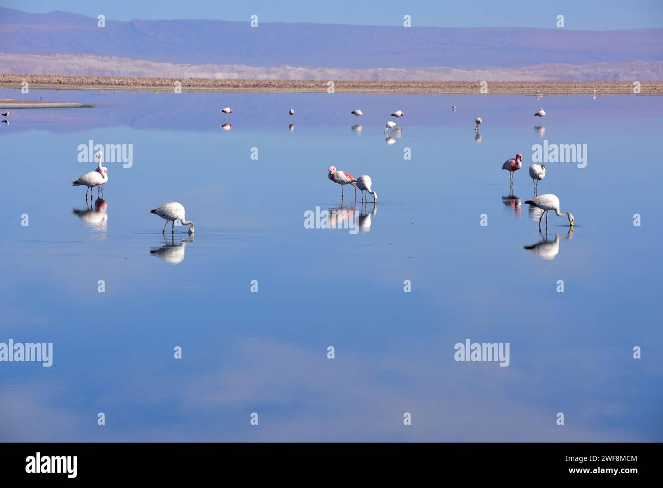 Tres especies de flamencos: Phoenicoparrus andinus, Phoenicoparrus jamesi y Phoenicopterus chilensis en Laguna Chaxa, Desierto de Atacama, Chile. Foto de stock