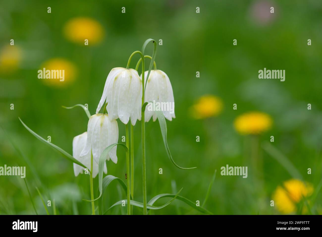 Primer plano de las flores de cabeza de serpientes blancas (fritillaria meleagris) en flor Foto de stock