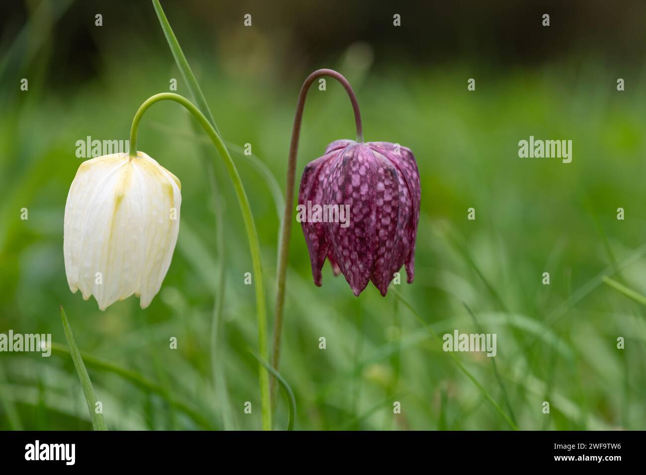 Primer plano de las flores de cabeza de serpientes fritillaria (fritillaria meleagris) en flor Foto de stock