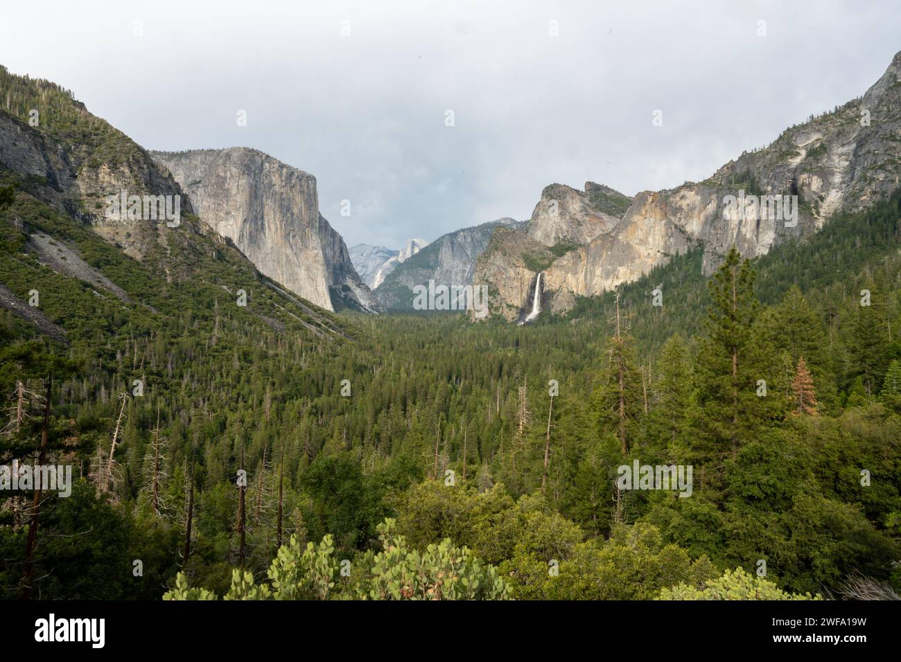 Bridalveil Falls cae en el valle lleno de pinos en el Parque Nacional Yosemite Foto de stock