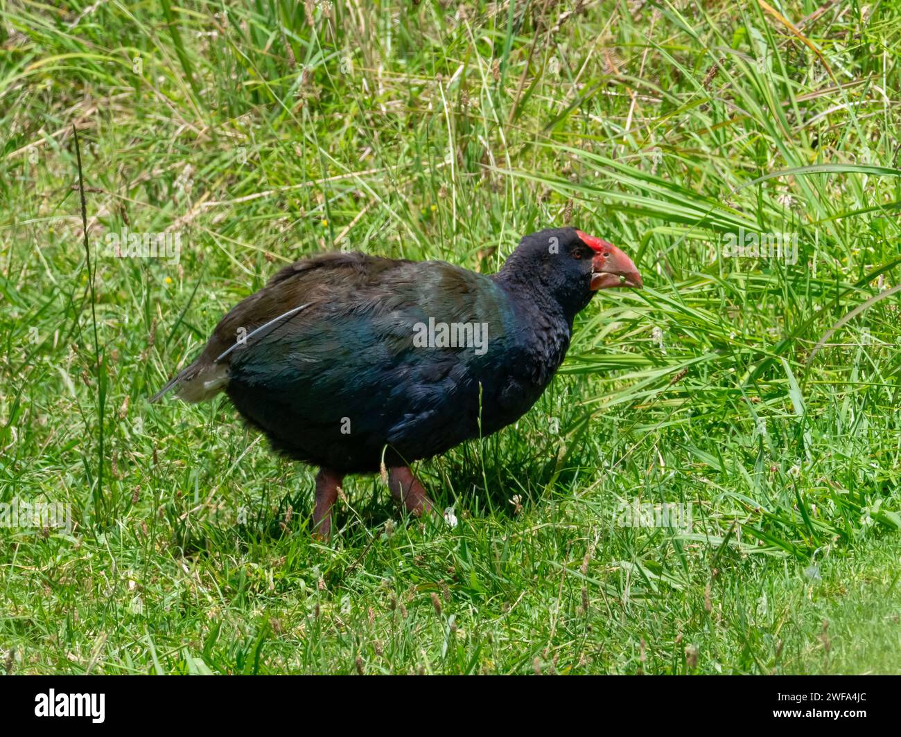 Isla del Sur Takahe, Porphyrio hochstetteri, un ave endémica sin volador que se encuentra en Nueva Zelanda Foto de stock