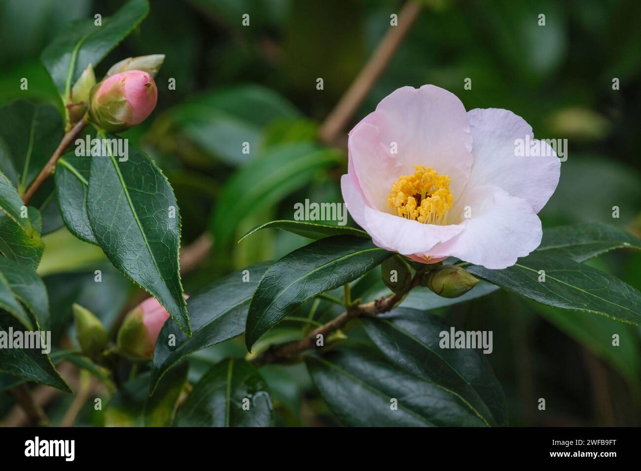 Camellia williamsii Hiraethlyn, camellia Hiraethlyn, arbusto de hoja perenne, flores solteras de color rosa pálido, prominentes estambres amarillos Foto de stock