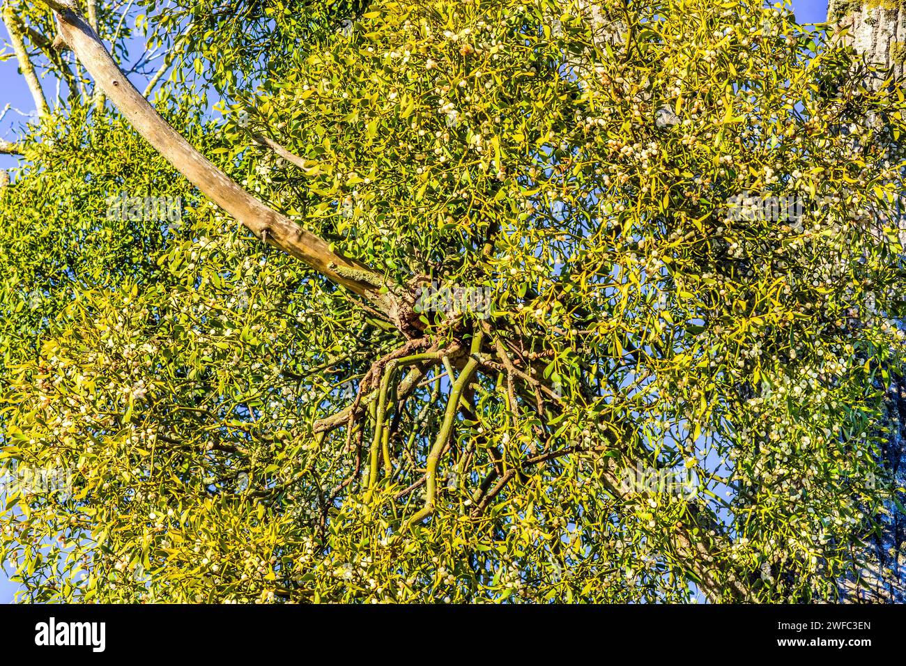 Racimos de muérdago (álbum Viscum) creciendo en el árbol de álamo anfitrión - Francia central. Foto de stock