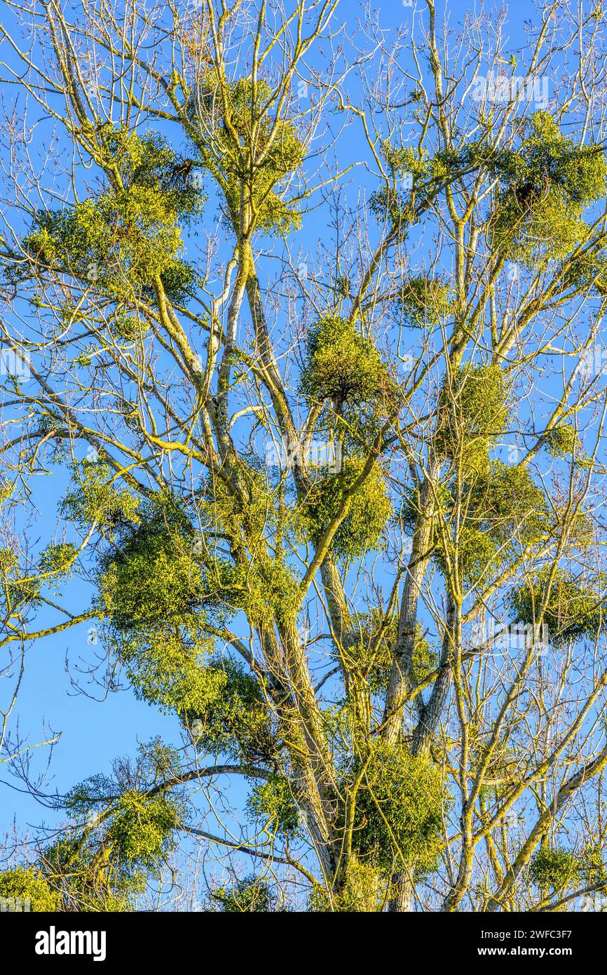 Racimos de muérdago (álbum Viscum) creciendo en el árbol de álamo anfitrión - Francia central. Foto de stock