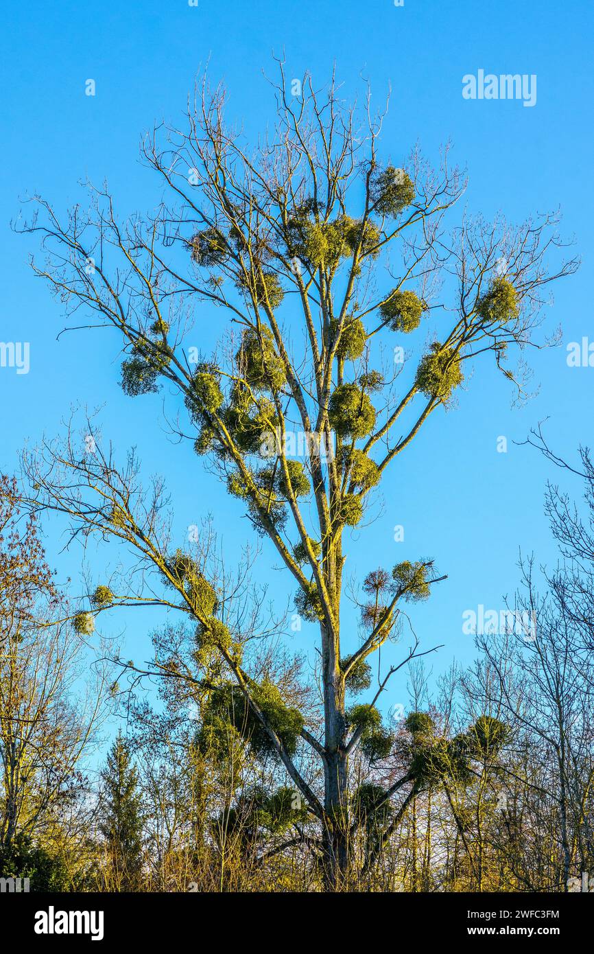 Racimos de muérdago (álbum Viscum) creciendo en el árbol de álamo anfitrión - Francia central. Foto de stock