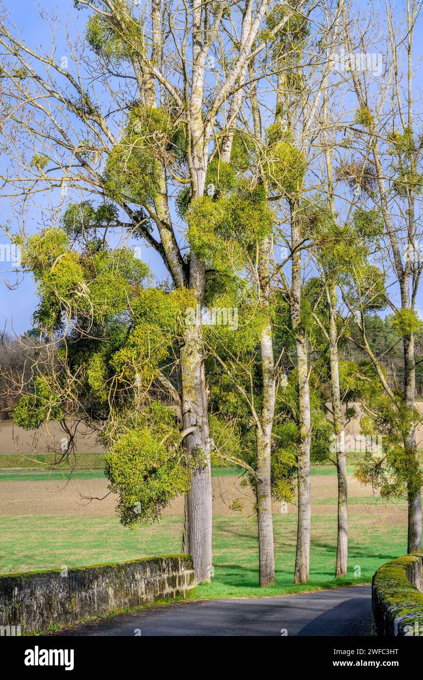 Racimos de muérdago (álbum Viscum) creciendo en el árbol de álamo anfitrión - Francia central. Foto de stock