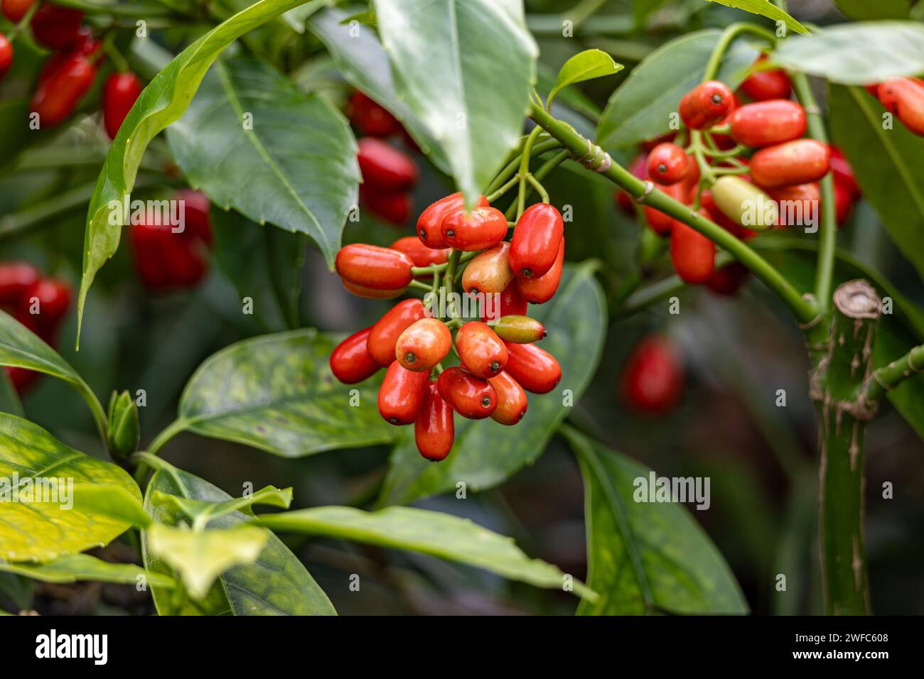 Una planta con múltiples frutos rojos colgando de sus ramas Foto de stock
