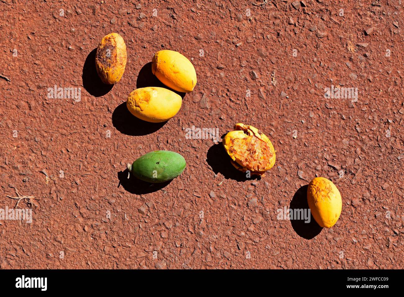 Frutas tropicales (Moquilea tomentosa o Licania tomentosa) en el suelo Foto de stock