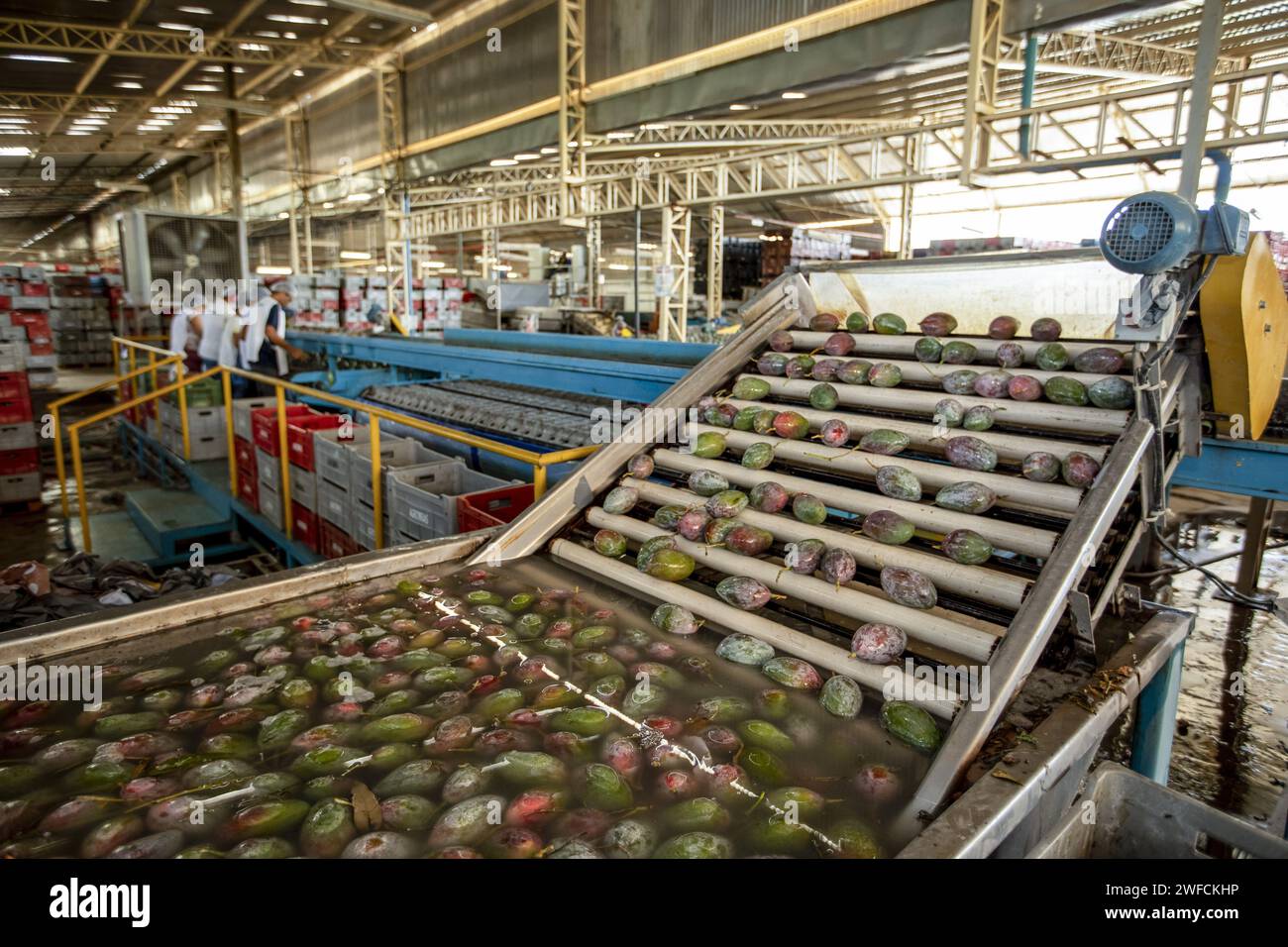 Lavado de mangas para exportación en la Casa de Embalaje - Proyecto Senador Nilo Coelho - Valle del Río São Francisco Foto de stock