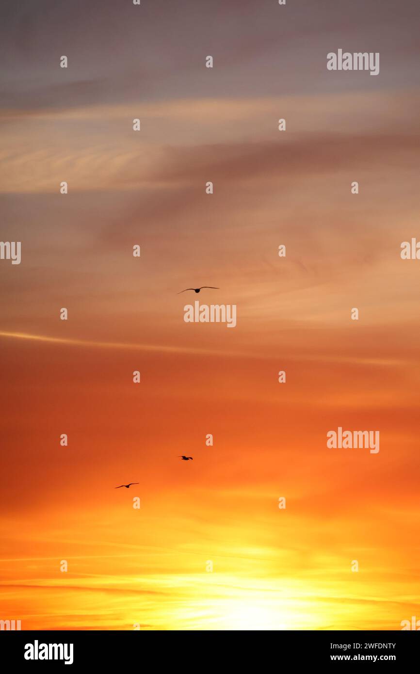 Amanecer y gaviotas, volando con un cielo rojo y naranja Foto de stock