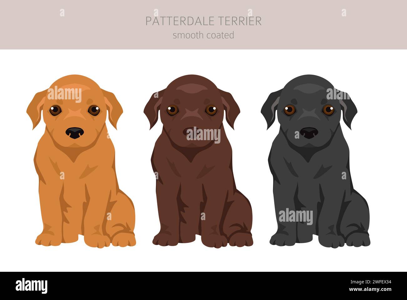 Patterdale terrier liso recubierto cachorro clipart. Todos los colores ...