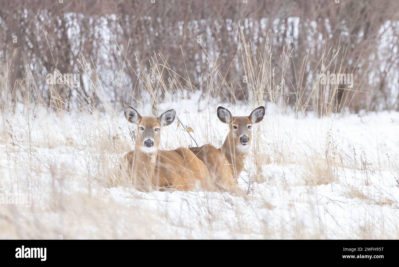 Dos ciervos de cola blanca descansando en la nieve en un día de invierno en Canadá Foto de stock