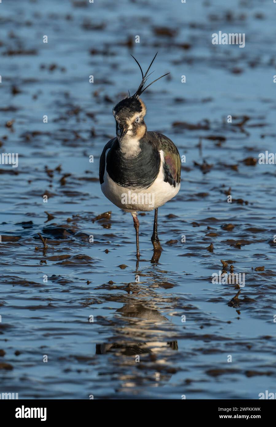 Lapwing del norte, Vanellus vanellus, alimentándose en aguas poco profundas en el borde de una laguna costera, Dorset. Foto de stock