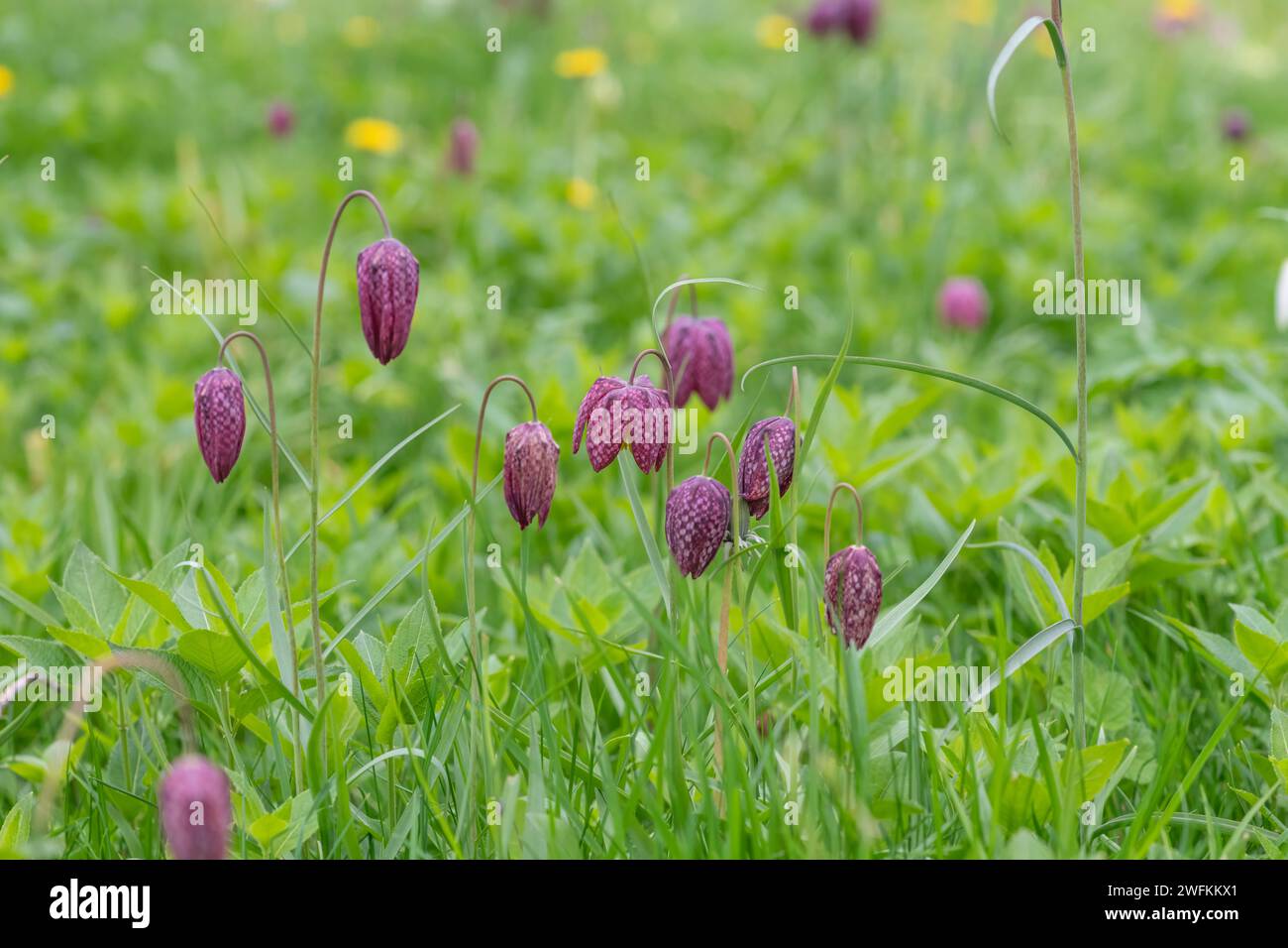 Primer plano de las flores de cabeza de serpientes púrpuras (fritillaria meleagris) en flor Foto de stock