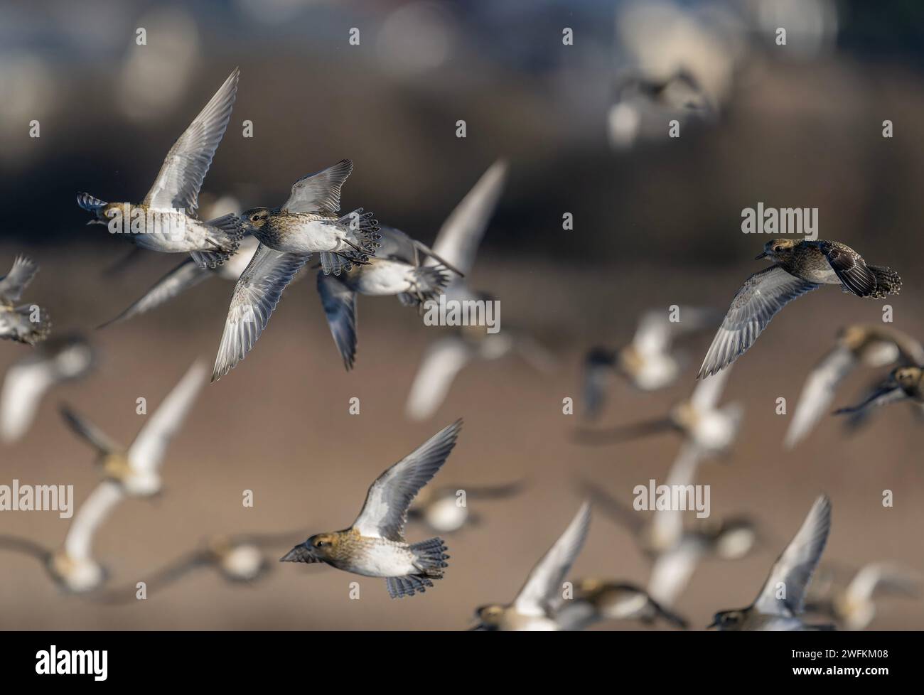 Plovers dorados europeos, Pluvialis apricaria, - rebaño en vuelo en invierno, Lodmoor. Dorset. Foto de stock