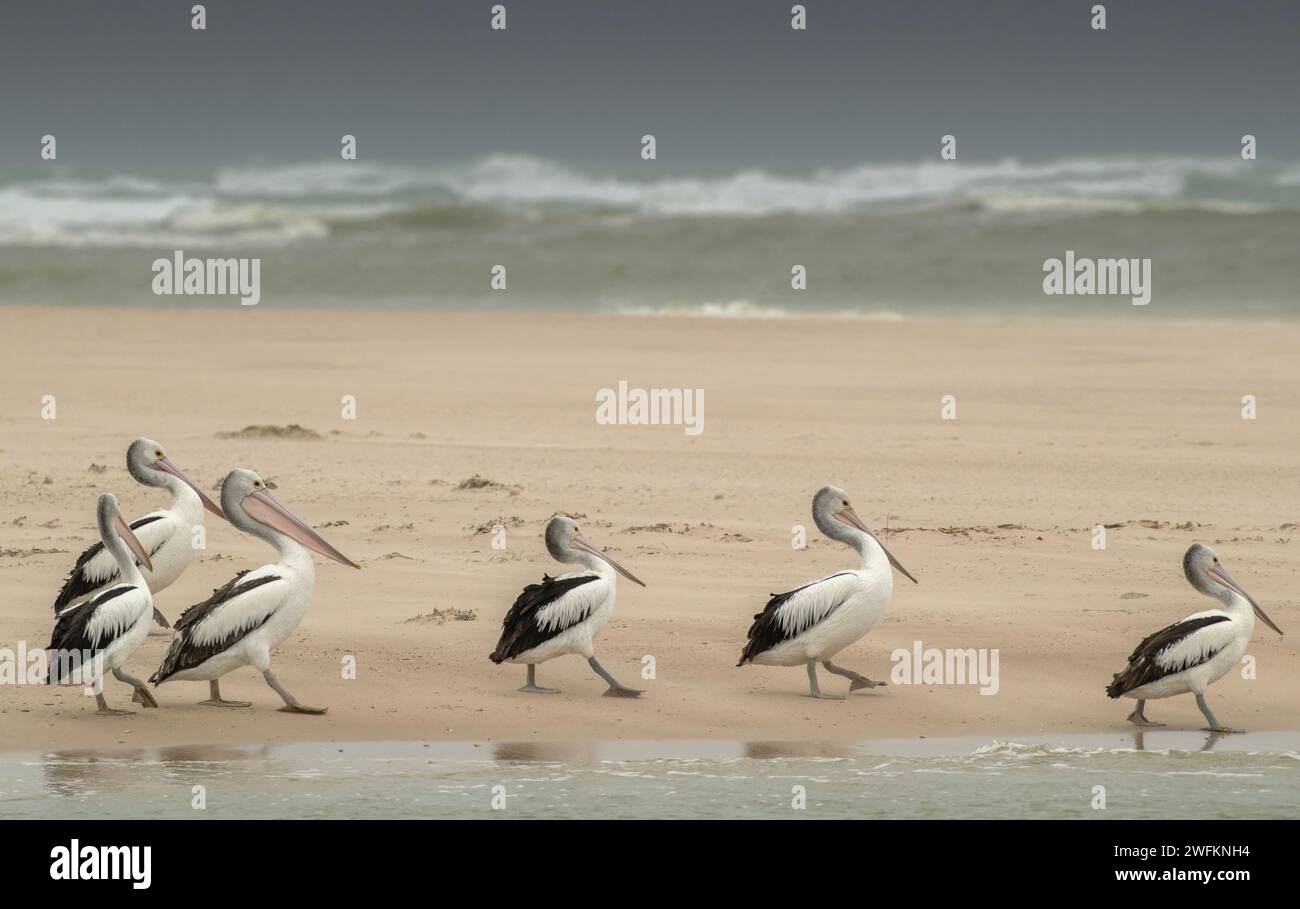 Pelícanos australianos, Pelecanus conspicillatus, descansando en barra de arena en la desembocadura del río Murray, con el océano más allá. Australia. Foto de stock