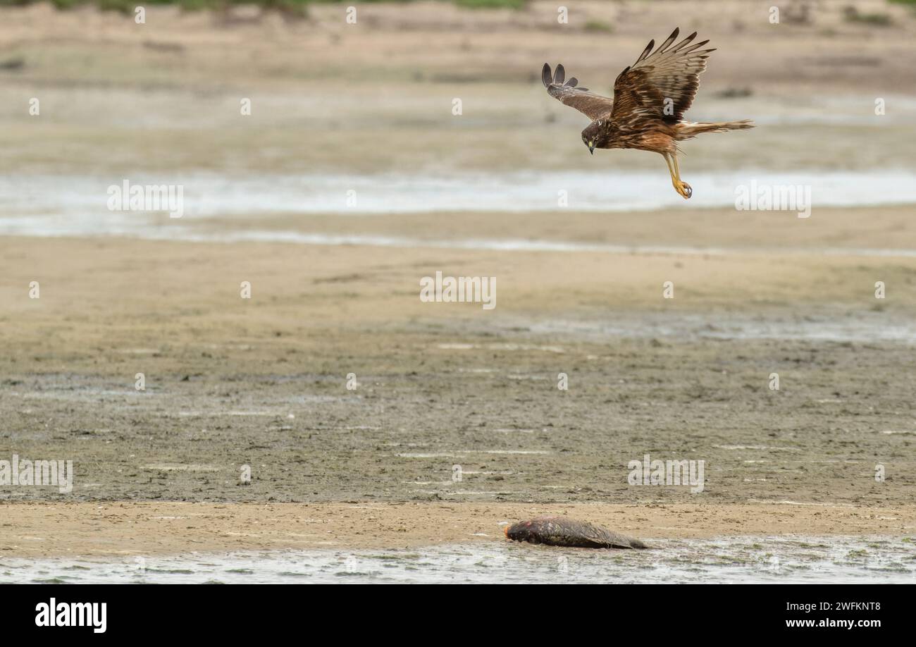 Acaparador de pantanos, Circo aproximado, que llega a la tierra para alimentarse de carpas muertas, laguna de Coorong, Australia del Sur. Foto de stock