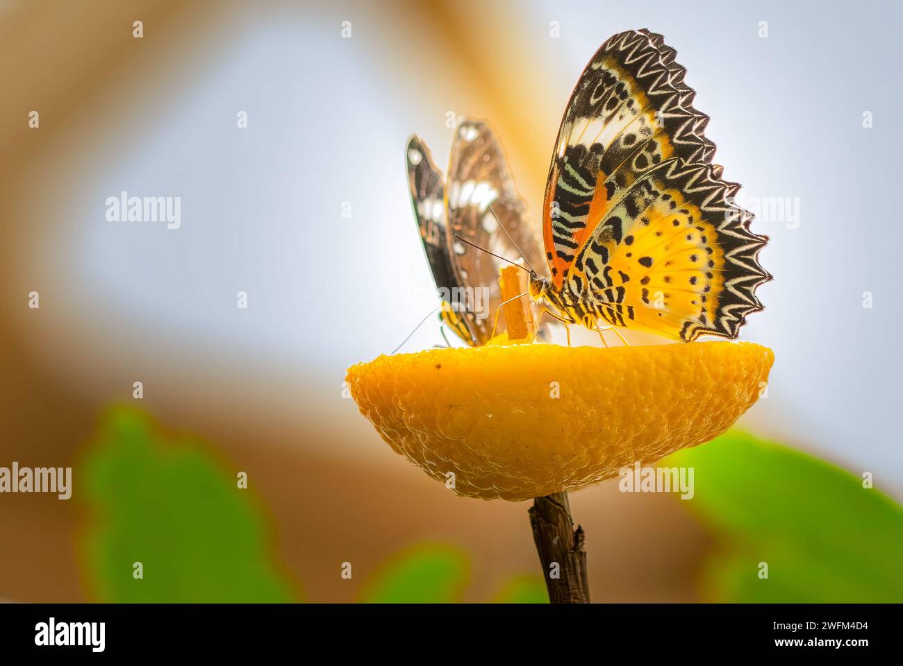 Dos mariposas leopardo (Cethosia cyane) alimentándose de jugo dulce de una rebanada de naranja. Alimentación de mariposa con jugo de naranja. Foto de stock