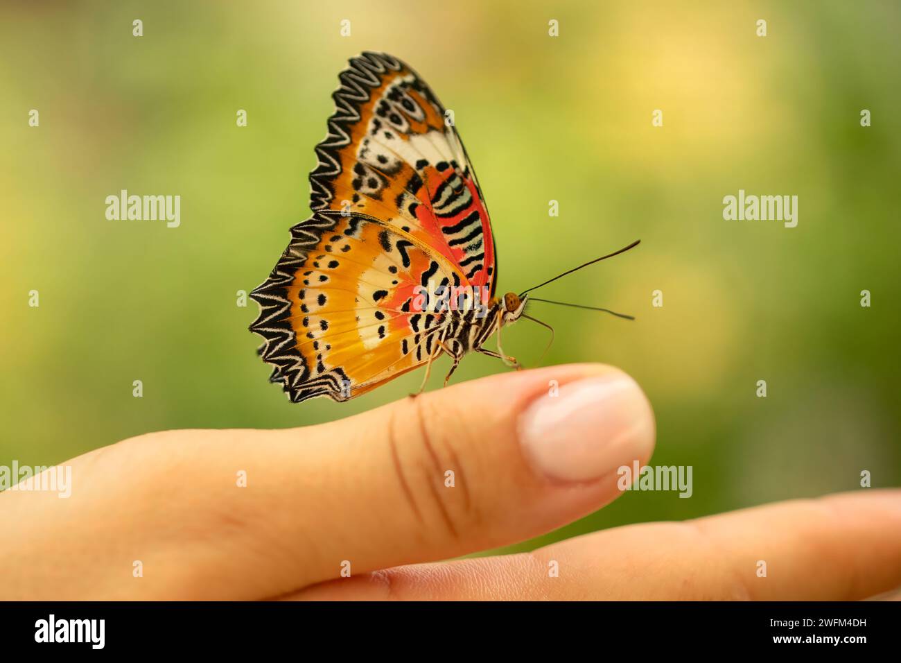 Primer plano de una hermosa mariposa que está en el dedo de una dama. Una mariposa colorida de pie en el dedo de una dama. Proteger el concepto de insectos. Día de la tierra concep Foto de stock