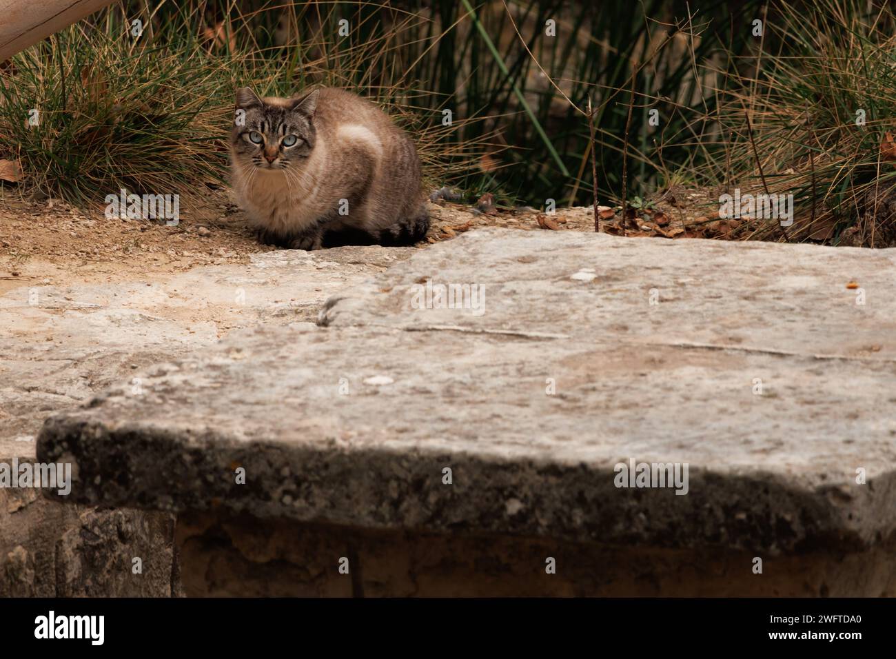 Gato tabby junto a muebles de piedra en el área de picnic Preventivo en Alcoi, España Foto de stock