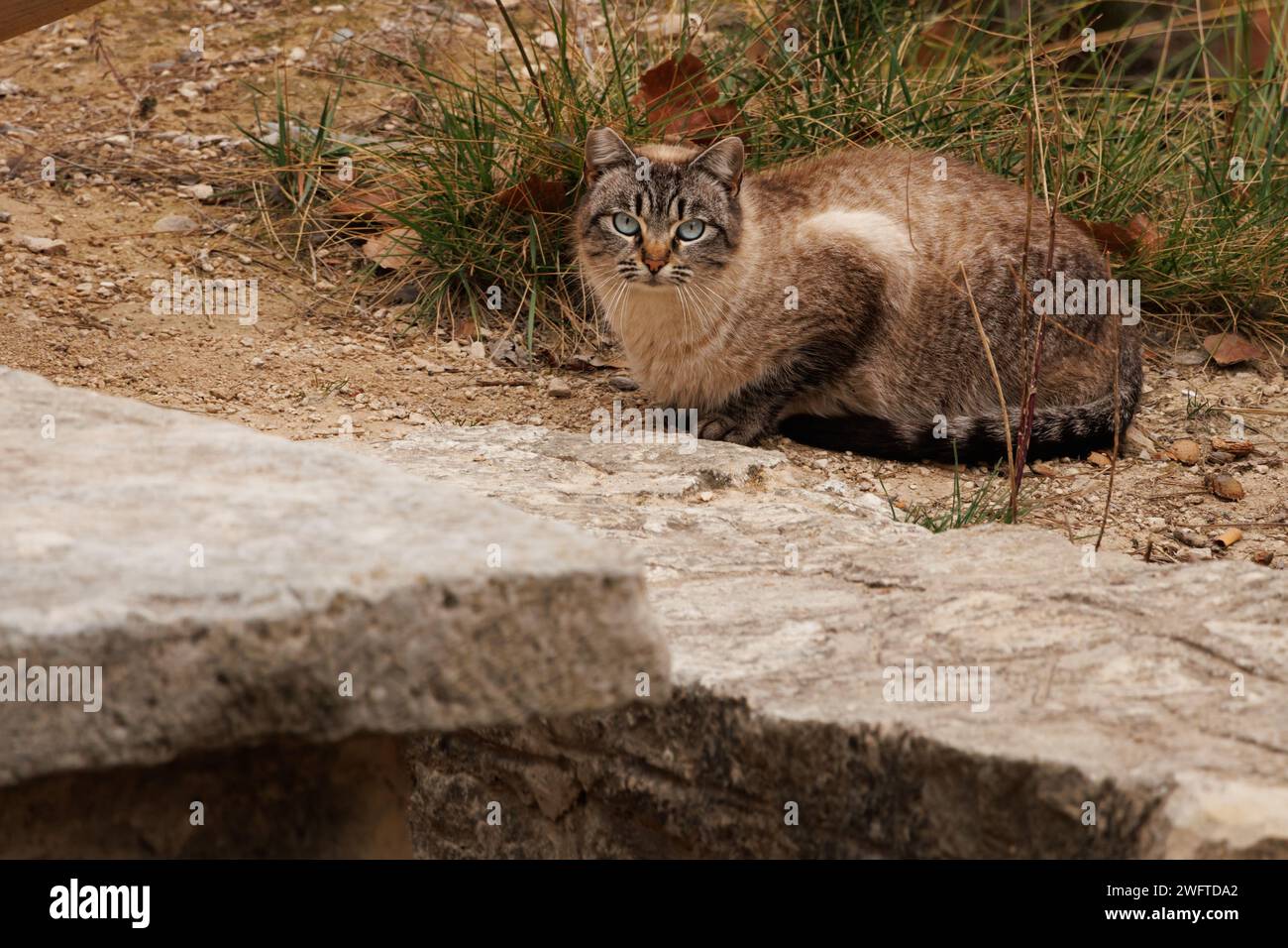 Gato tabby junto a muebles de piedra en el área de picnic Preventivo en Alcoi, España Foto de stock