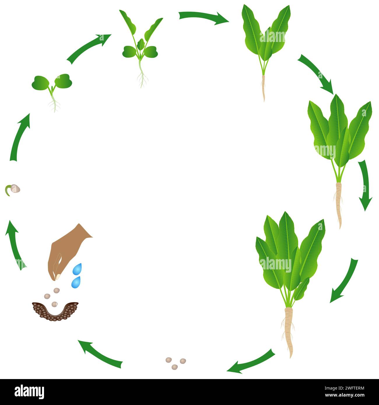 Ciclo de vida de la planta de rábano picante sobre un fondo blanco. Ilustración del Vector