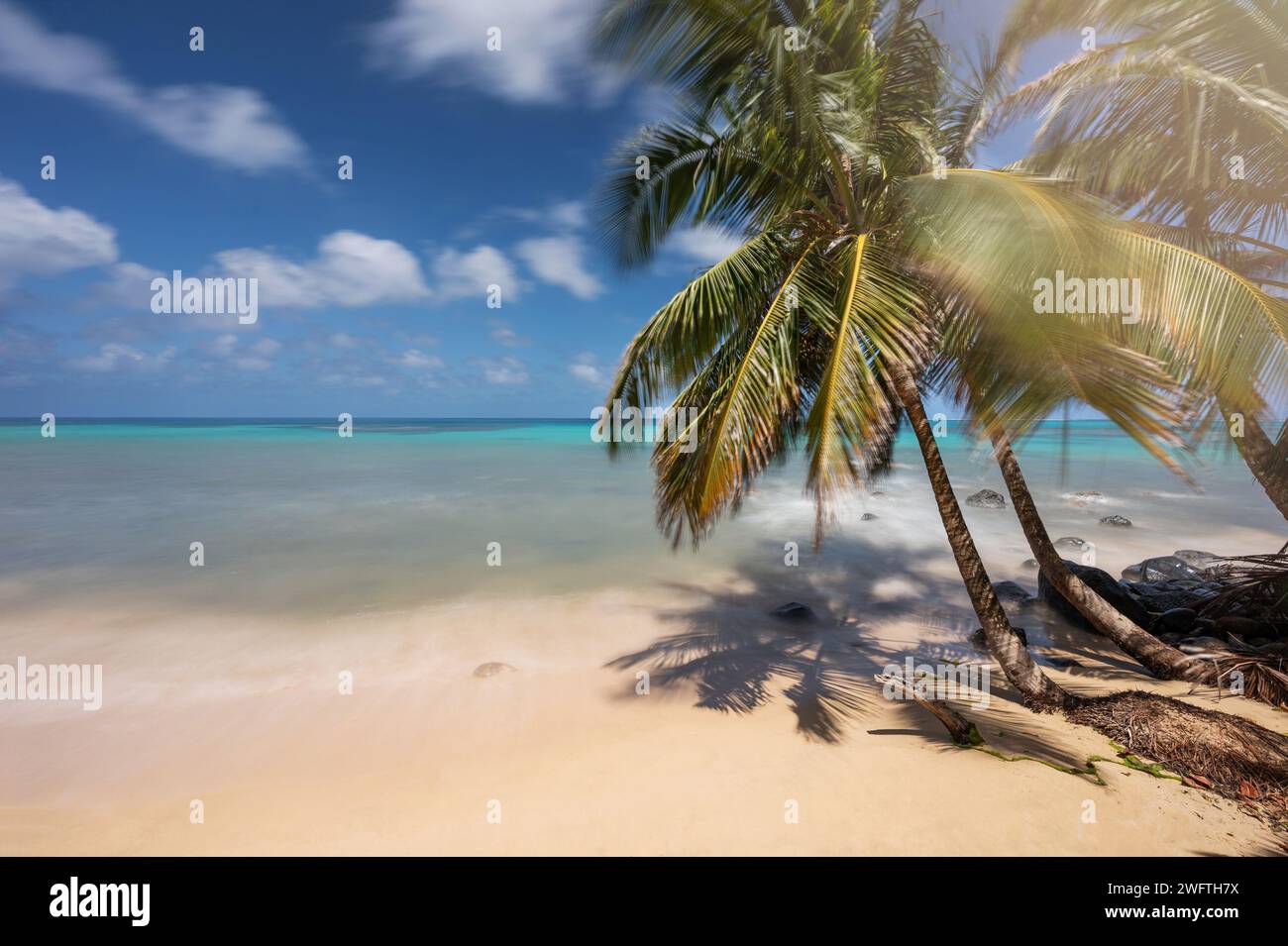 Tema de destino caribeño. Soleada playa de celan vacía con palmeras Foto de stock
