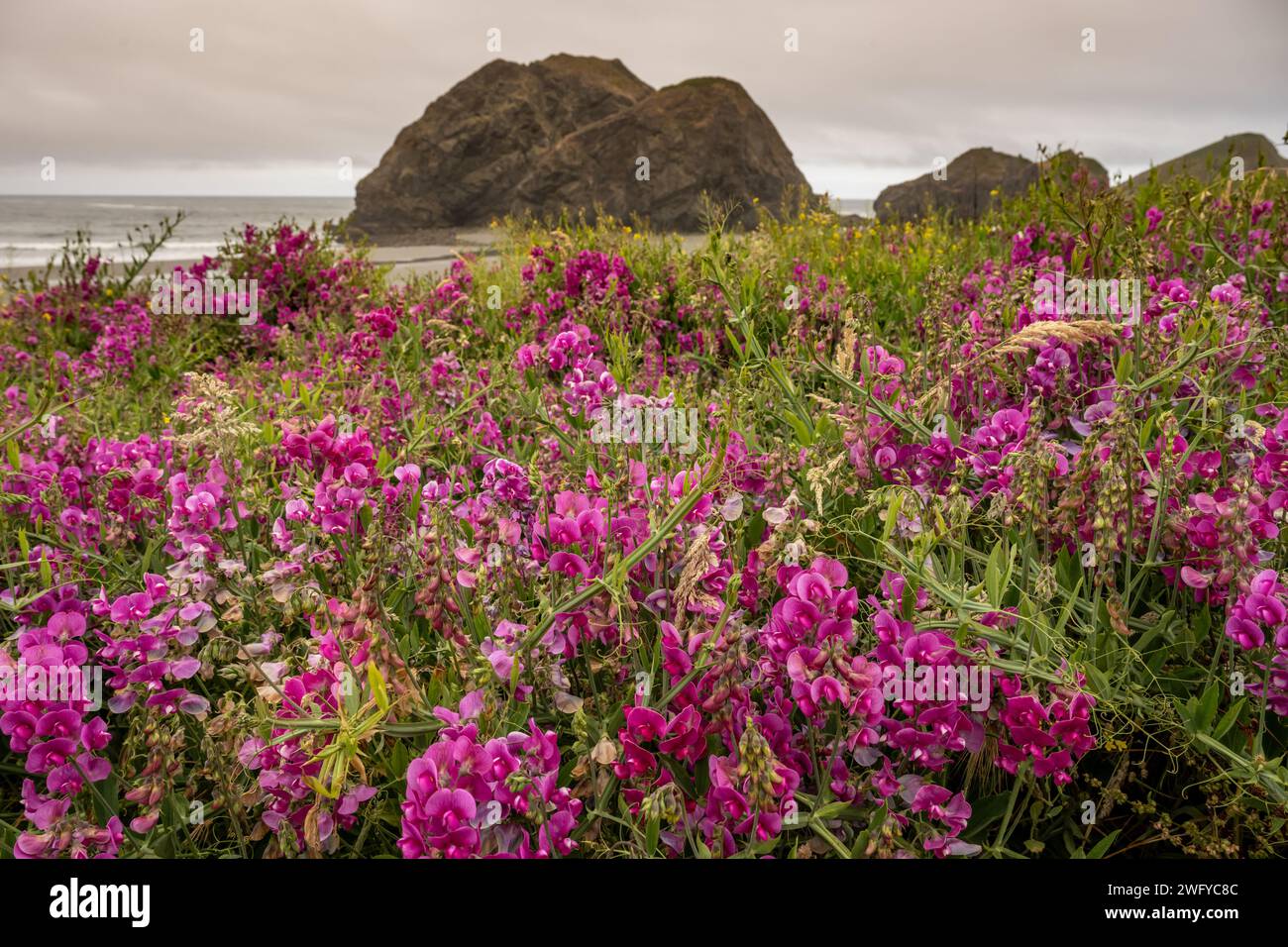 Campo de flores de guisantes eternas florecen en las colinas sobre Meyers Beach en la costa de Oregón Foto de stock