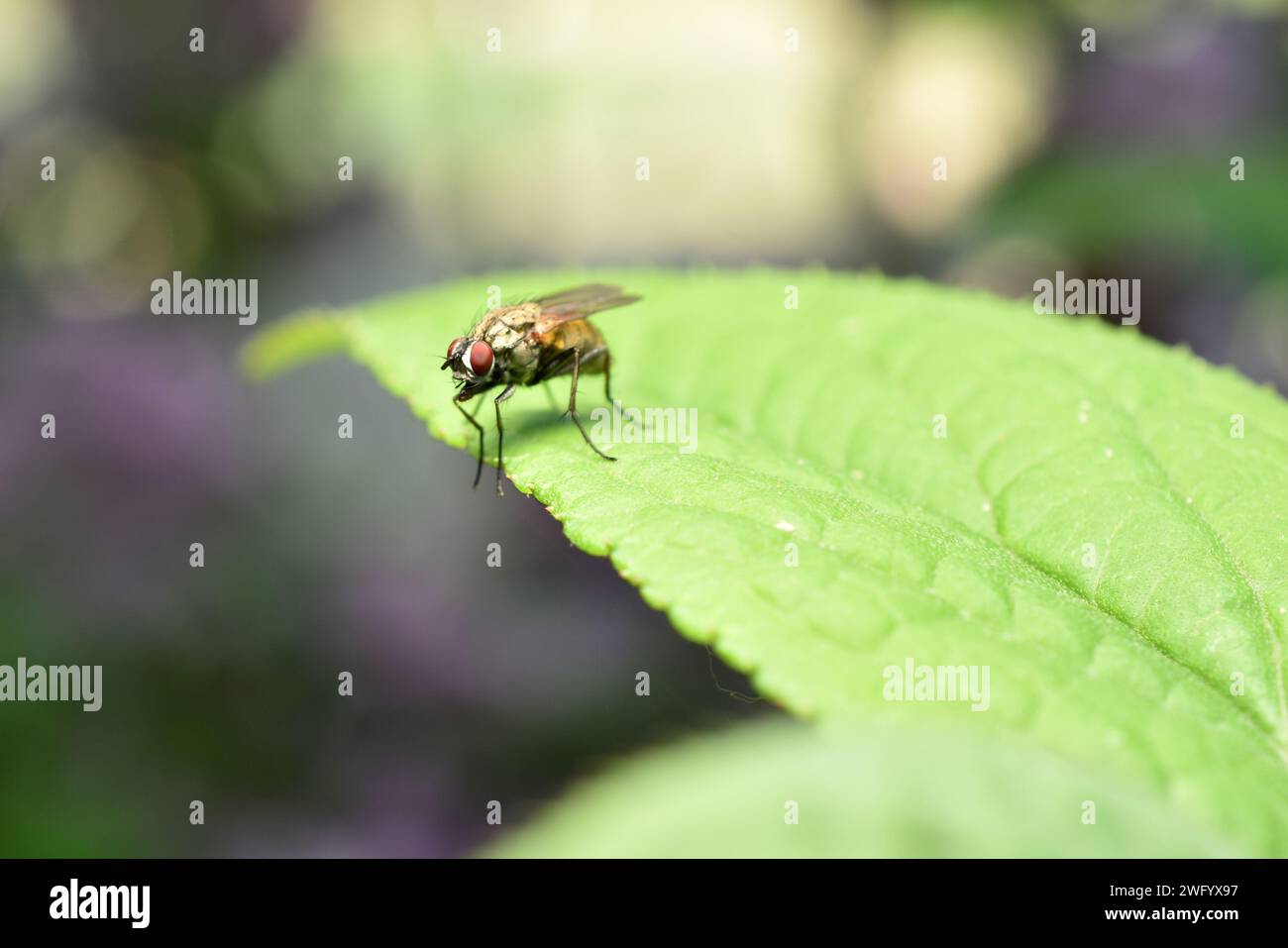 Una mosca doméstica con ojos marrones se sienta en una amplia hoja verde. Foto de stock