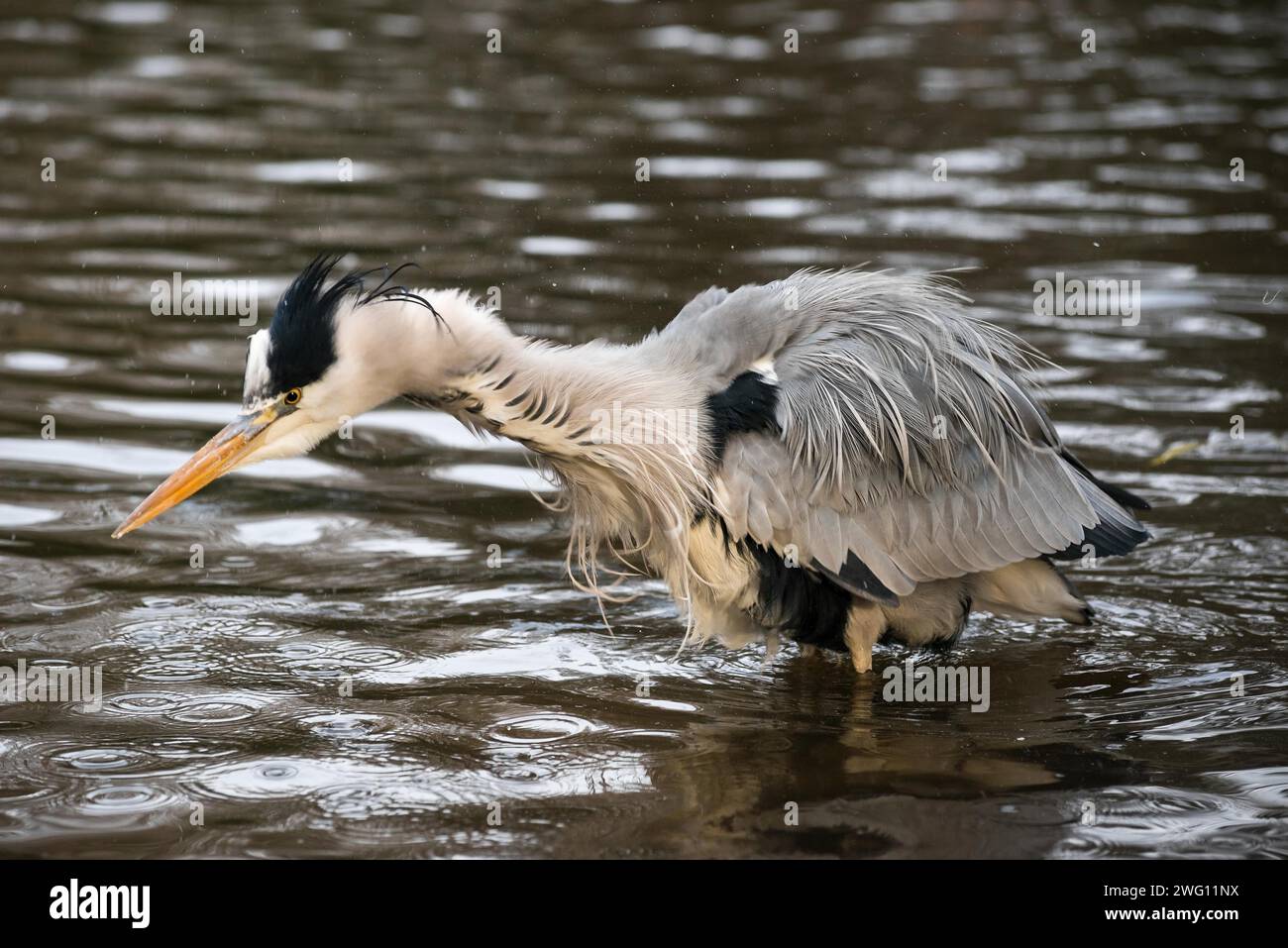 Garza gris (Ardea cinerea cinerea) de pie en aguas poco profundas y sacudiendo el agua de sus plumas, gotas de agua salpicando en todas las direcciones Foto de stock