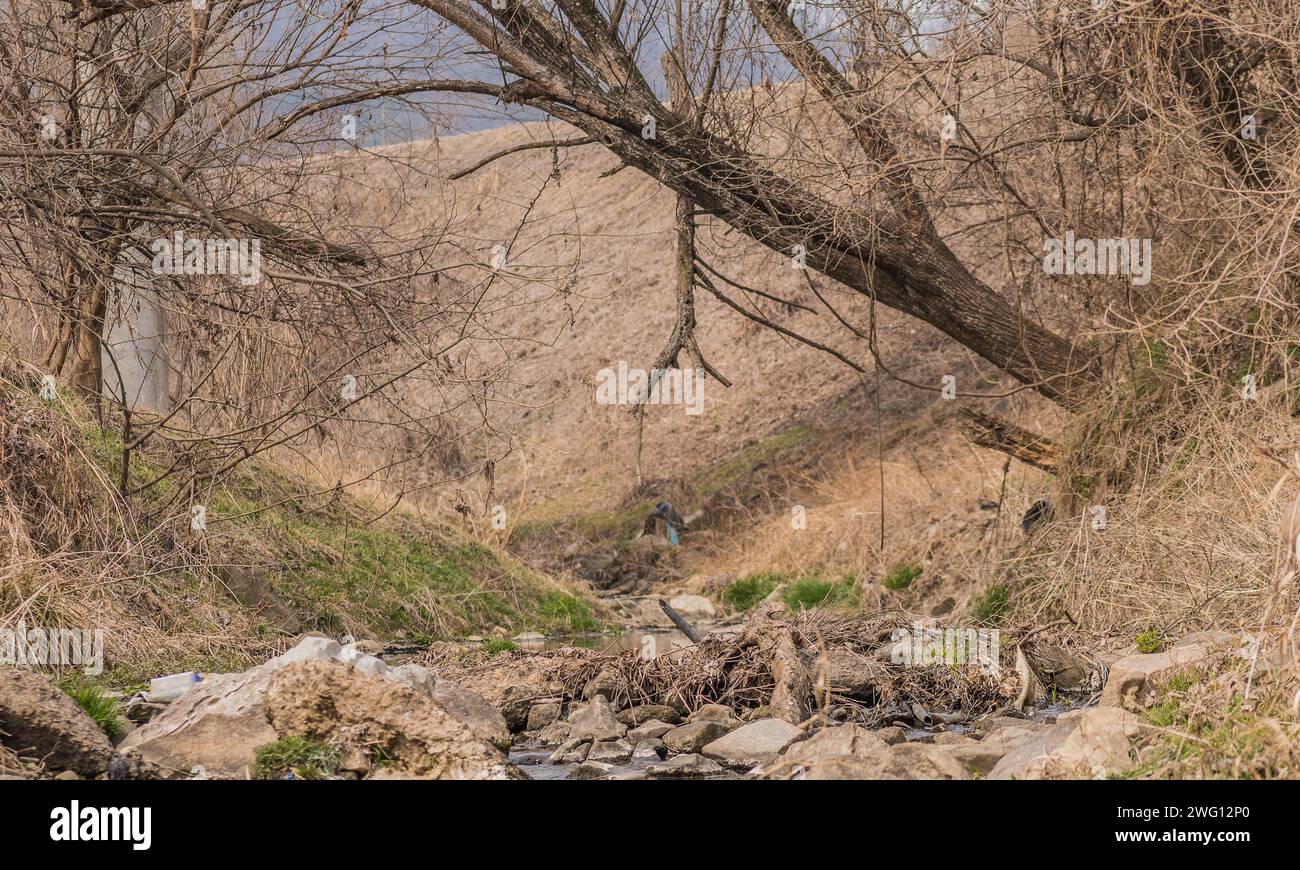 Árbol grande que crece en la orilla de un pequeño arroyo con ramas que se extienden en otro árbol en Daejeon, Corea del Sur Foto de stock