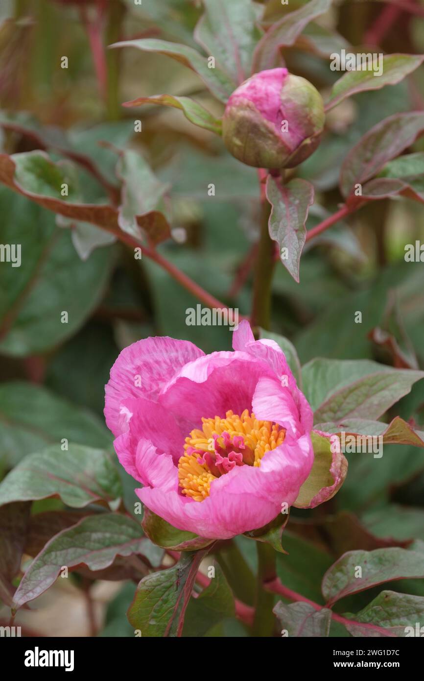 Paeonia cambessedesii, peonía mallorquina, peonía balear, flores individuales rosadas, follaje gris-verde Foto de stock
