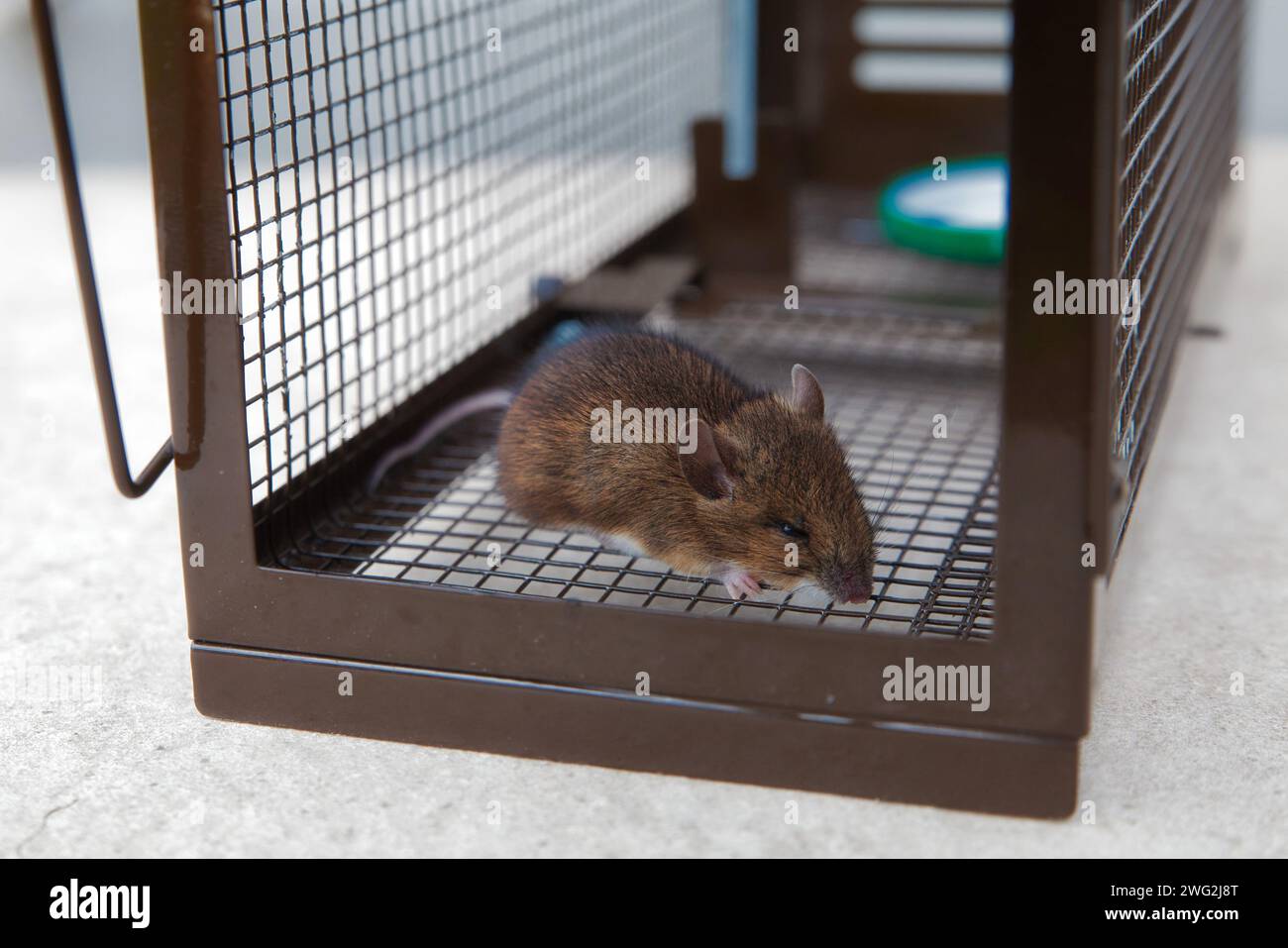 ratón de la casa en una trampa de metal vivo Foto de stock