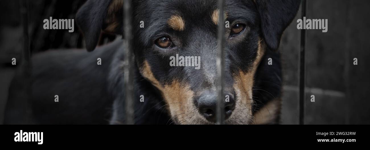 Perro en refugio de animales esperando la adopción. Perro detrás de las vallas. Retrato de perro sin hogar en jaula de refugio de animales. Foto de stock