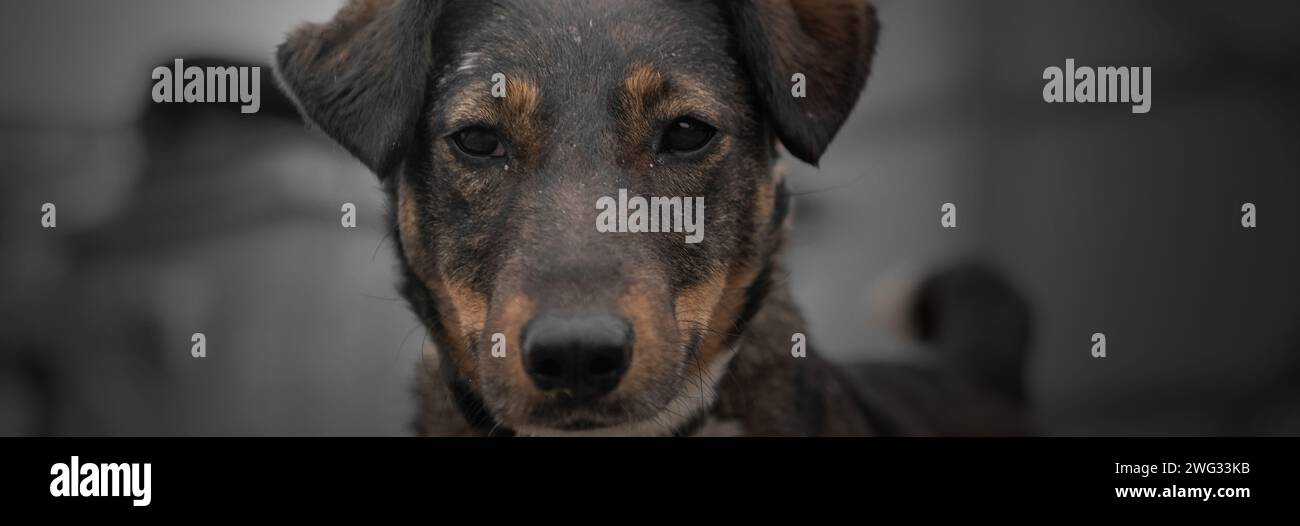Perro en refugio de animales esperando la adopción. Perro detrás de las vallas. Retrato de perro sin hogar en jaula de refugio de animales. Foto de stock