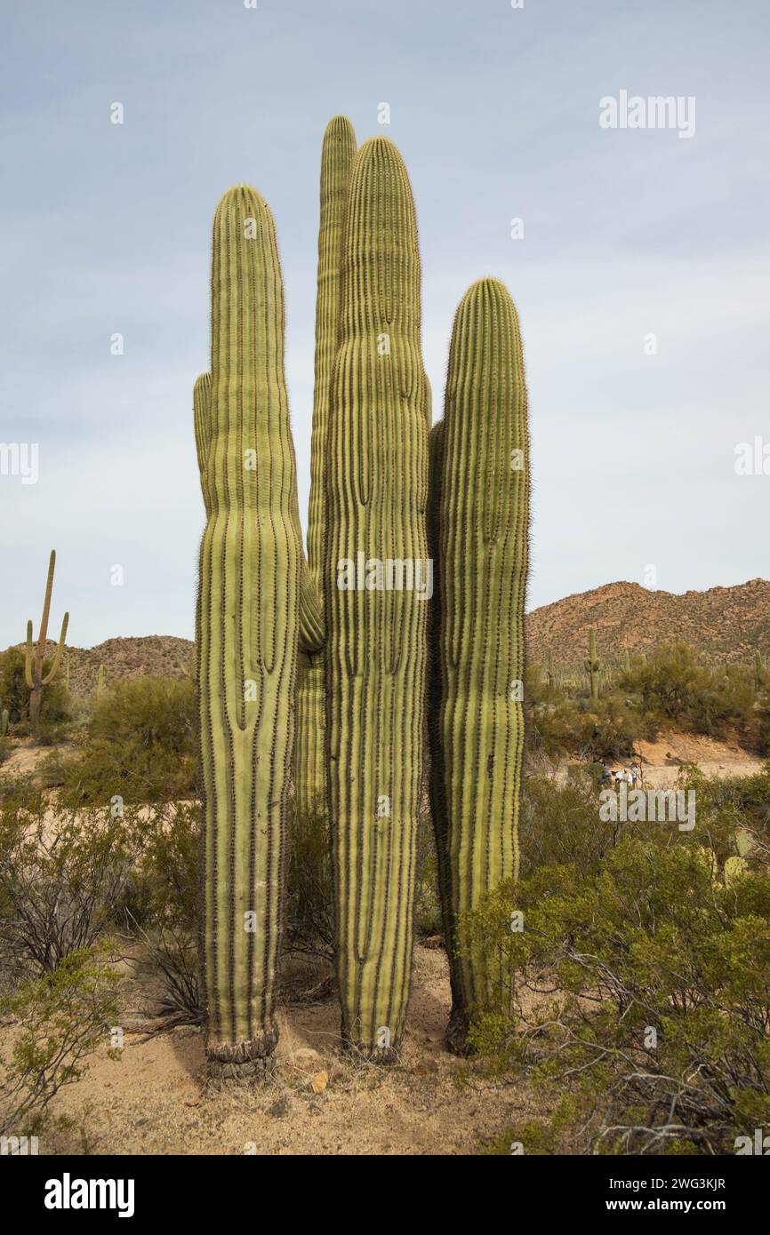 El Parque Nacional de Saguaro, Arizona Foto de stock