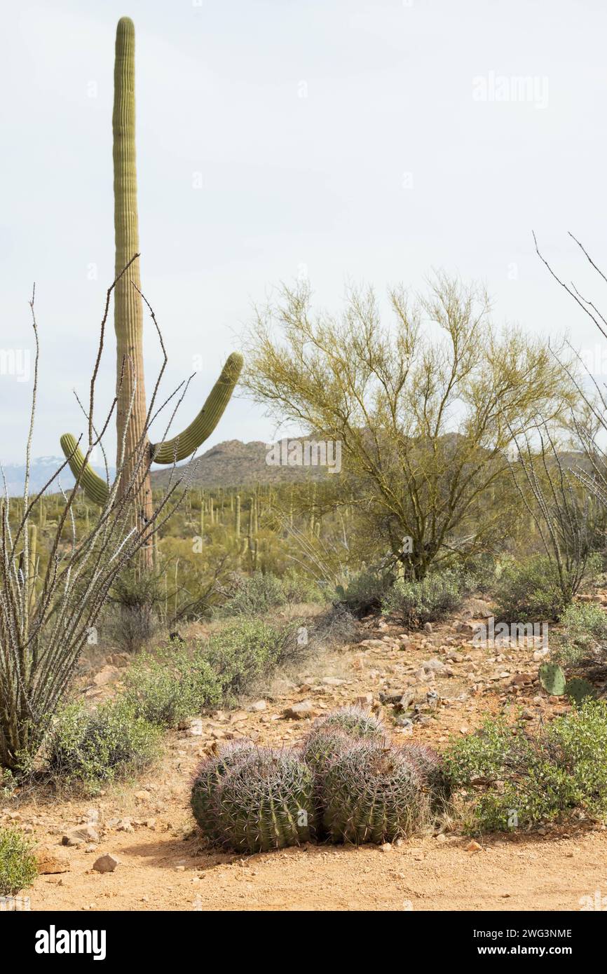 El Parque Nacional de Saguaro, Arizona Foto de stock