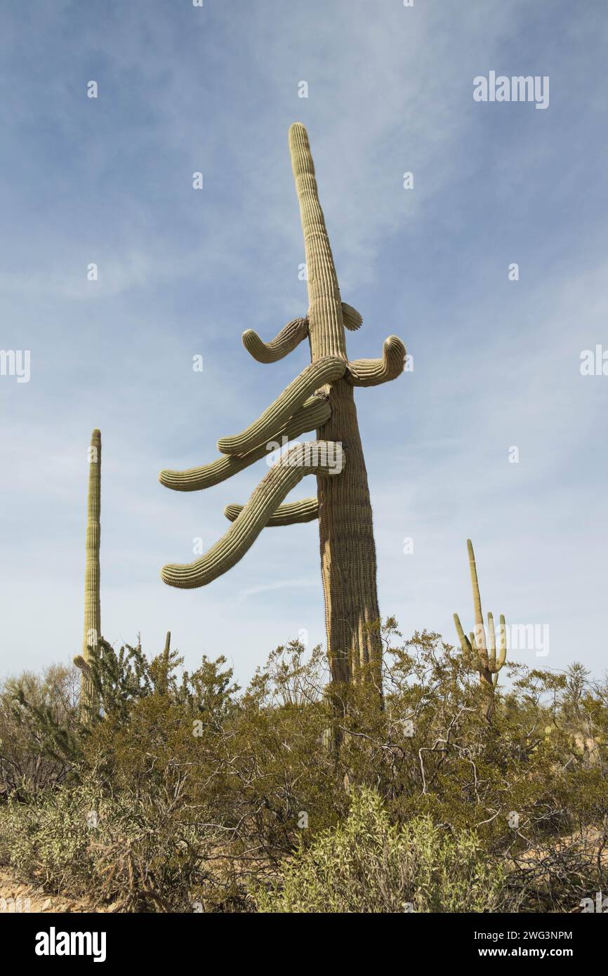 El Parque Nacional de Saguaro, Arizona Foto de stock