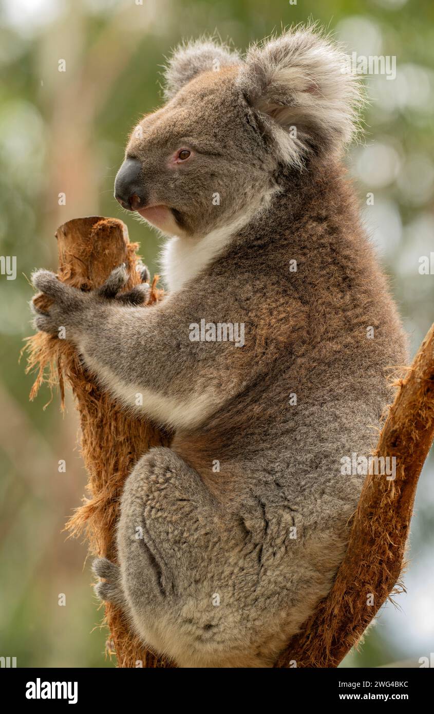 Koala, Phascolarctos cinereus, sentado en el viejo tronco del árbol de Eucalipto. Foto de stock