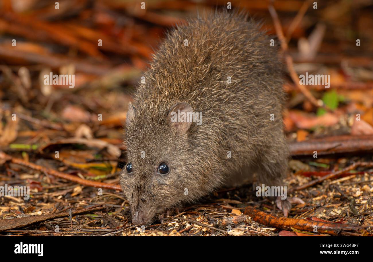 Potoroo de nariz larga, Potorous tridactylus - un pequeño marsupial omnívoro. Australia Meridional. Foto de stock