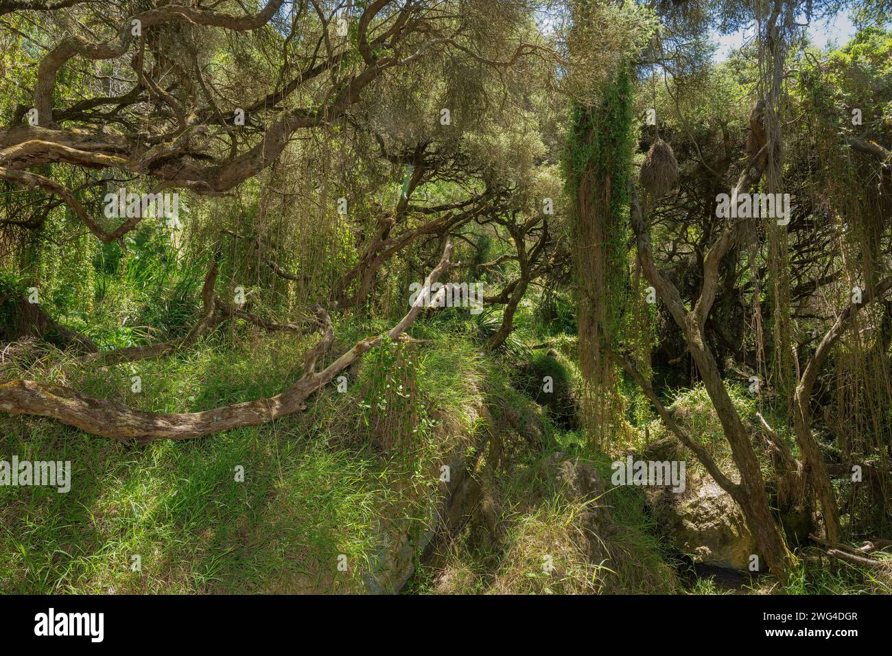 El Bosque Encantado, compuesto por árboles enanos de luna cubiertos de líquenes, Melaleuca lanceolata, en los acantilados cerca de Portland, Victoria. Foto de stock