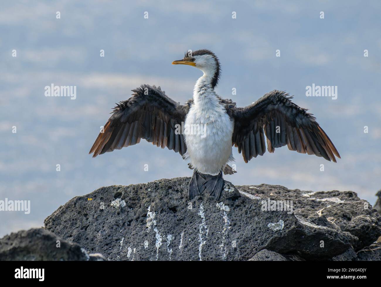 Pequeño cormorán pied, Microcarbo melanoleucos, secando sus alas después de la pesca. Victoria, Australia. Foto de stock